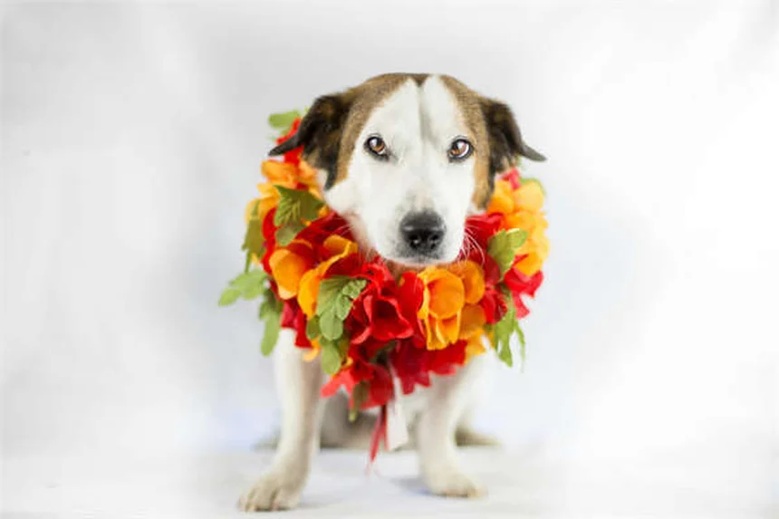 Foxconn Nissan Deal: Why This Could Save the Struggling Automaker